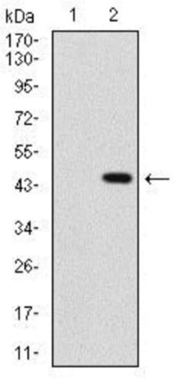 Sonic Hedgehog/Shh Antibody (5H4), Novus Biologicals:Antibodies:Primary