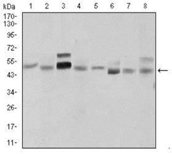 Sonic Hedgehog/Shh Antibody (5H4), Novus Biologicals:Antibodies:Primary