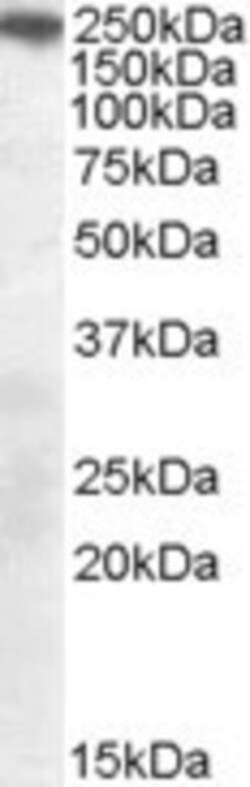 SorLA Antibody, Novus Biologicals 0.1mg; Unlabeled:Antibodies, Polyclonal