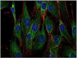 SOS1 Antibody (SOS-01) - BSA Free, Novus Biologicals 0.1mg; Unlabeled:Antibodies,