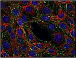 SOS1 Antibody (SOS-01) - BSA Free, Novus Biologicals 0.1mg; Unlabeled:Antibodies,