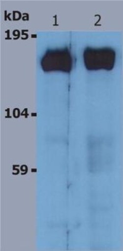 SOS1 Antibody (SOS-01) - BSA Free, Novus Biologicals 0.1mg; Unlabeled:Antibodies,
