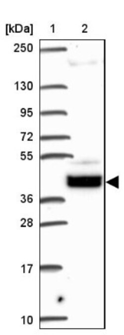 SOWAHD Antibody, Novus Biologicals:Antibodies:Primary Antibodies