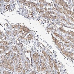 SOWAHD Antibody, Novus Biologicals:Antibodies:Primary Antibodies