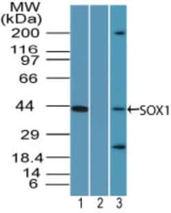 SOX1 Antibody, Novus Biologicals:Antibodies:Primary Antibodies