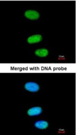 SOX13 Antibody, Novus Biologicals 0.1mg; Unlabeled:Antibodies, Polyclonal