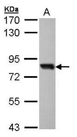 SOX13 Antibody, Novus Biologicals 0.1mg; Unlabeled:Antibodies, Polyclonal