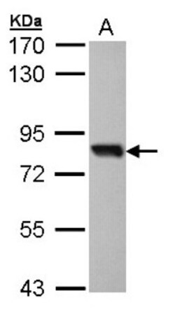 SOX13 Antibody, Novus Biologicals 0.1mg; Unlabeled:Antibodies, Polyclonal
