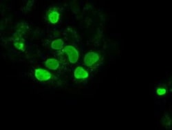 SOX17 Antibody (OTI2B6), Novus Biologicals 0.1mL; Unlabeled:Antibodies,