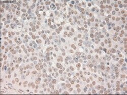 SOX17 Antibody (OTI2B6), Novus Biologicals 0.1mL; Unlabeled:Antibodies,