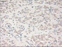 SOX17 Antibody (OTI2B6), Novus Biologicals 0.1mL; Unlabeled:Antibodies,