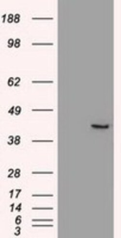 SOX17 Antibody (OTI2B6), Novus Biologicals 0.1mL; Unlabeled:Antibodies,