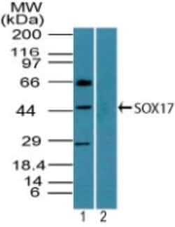 SOX17 Antibody, Novus Biologicals 0.025 mg | Buy Online | Novus Biologicals | Fisher Scientific