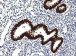SOX17 Antibody (OTI2B6), Novus Biologicals 0.1mL; Unlabeled:Antibodies,