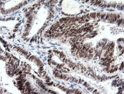 SOX17 Antibody (OTI2B6), Novus Biologicals 0.1mL; Unlabeled:Antibodies,