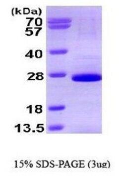 Novus Biologicals&trade;&nbsp;Recombinant Human SOX2 His Protein