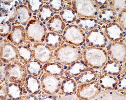 SOX2 Antibody (4G8) - BSA Free, Novus Biologicals 0.1mg; Unlabeled:Antibodies,