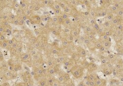 SOX2 Antibody (4G8) - BSA Free, Novus Biologicals 0.1mg; Unlabeled:Antibodies,