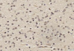 SOX2 Antibody (4G8) - BSA Free, Novus Biologicals 0.1mg; Unlabeled:Antibodies,