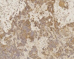 SOX2 Antibody (4G8) - BSA Free, Novus Biologicals 0.1mg; Unlabeled:Antibodies,