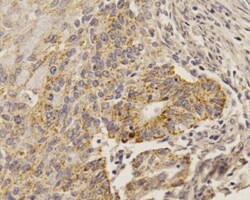 SOX2 Antibody (4G8) - BSA Free, Novus Biologicals 0.1mg; Unlabeled:Antibodies,