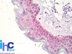 SOX2 Antibody, Novus Biologicals 0.025mg; Unlabeled:Antibodies, Polyclonal