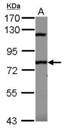 SP110 Antibody, Novus Biologicals 0.1mL; Unlabeled:Antibodies, Polyclonal