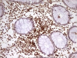 SP110 Antibody (OTI4C1), Novus Biologicals 0.1mL; Unlabeled:Antibodies,