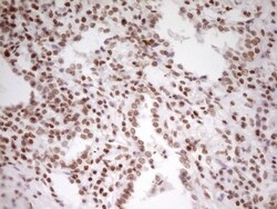 SP110 Antibody (OTI4C1), Novus Biologicals 0.1mL; Unlabeled:Antibodies,