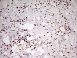 SP110 Antibody (OTI4C1), Novus Biologicals 0.1mL; Unlabeled:Antibodies,