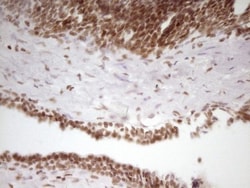 SP110 Antibody (OTI4C1), Novus Biologicals 0.1mL; Unlabeled:Antibodies,