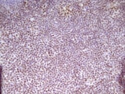 SP110 Antibody (OTI4C1), Novus Biologicals 0.1mL; Unlabeled:Antibodies,