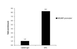 SP1 Antibody, Novus Biologicals 0.1mL; Unlabeled:Antibodies, Polyclonal
