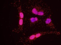 SP1 Antibody, Novus Biologicals 0.1mg; Unlabeled:Antibodies, Polyclonal
