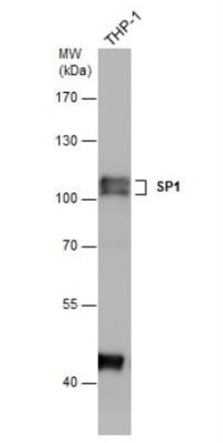 SP1 Antibody, Novus Biologicals 0.1mL; Unlabeled:Antibodies, Polyclonal