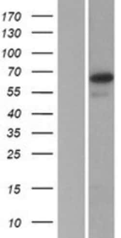 Novus Biologicals&trade;&nbsp;SP2 Overexpression Lysate