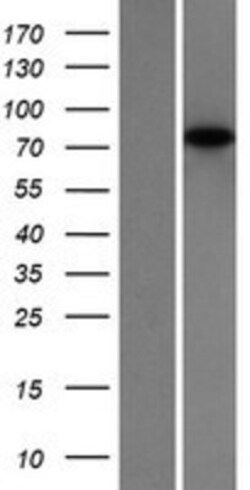 Novus Biologicals&trade;&nbsp;SP4 Overexpression Lysate
