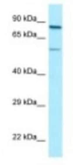 SP9 Antibody, Novus Biologicals 100 &mu;L | Buy Online | Novus Biologicals | Fisher Scientific