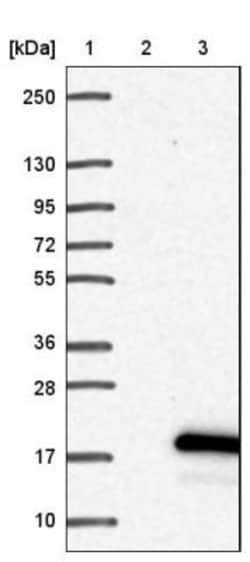 SPACA4 Antibody, Novus Biologicals 0.1mL; Unlabeled:Antibodies, Polyclonal
