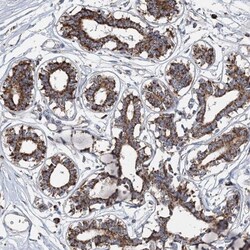 SPAG16 Antibody, Novus Biologicals 0.1mL; Unlabeled:Antibodies, Polyclonal