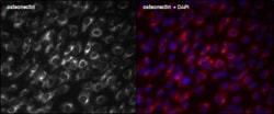 SPARC Antibody, Novus Biologicals:Antibodies:Primary Antibodies