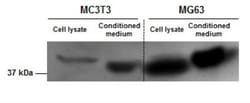 SPARC Antibody, Novus Biologicals:Antibodies:Primary Antibodies