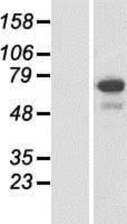 Novus Biologicals™ SPATA13 Overexpression Lysate