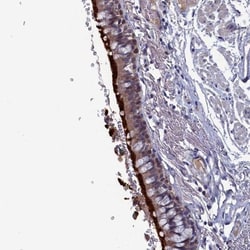 SPATA13 Antibody, Novus Biologicals 0.1mL; Unlabeled:Antibodies, Polyclonal