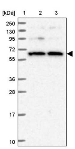 SPATA13 Antibody, Novus Biologicals 0.1mL; Unlabeled:Antibodies, Polyclonal