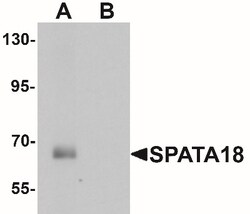 SPATA18 Antibody - BSA Free, Novus Biologicals:Antibodies:Primary Antibodies