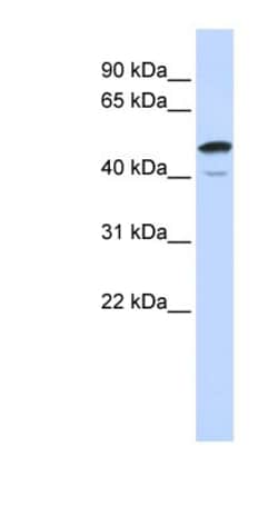 SPATA2L Antibody, Novus Biologicals:Antibodies:Primary Antibodies