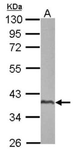 SPATA4 Antibody, Novus Biologicals 0.1 mL | Buy Online | Novus Biologicals | Fisher Scientific