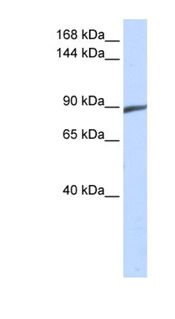 SPATA5 Antibody, Novus Biologicals 100&mu;L; Unlabeled:Antibodies, Polyclonal