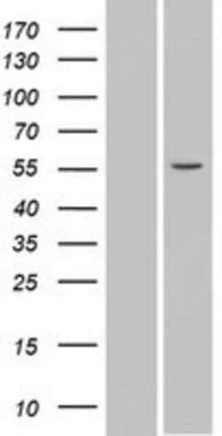Novus Biologicals&trade;&nbsp;SPATA6 Overexpression Lysate